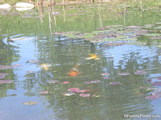 Another picture of beautiful coy fish swimming in the Japanese Style Garden pond in Carmel, Indiana