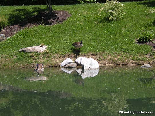 Picture of geese taking a dip in the beautiful Japanese Style Garden pond near Carmel City Hall