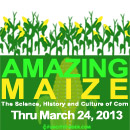 amazing-maize-130