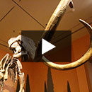 ice-age-exhibit-indiana-state-museum-thumb