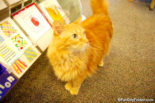 Photo of the largem fluffy orange cat that can be found wondering around Chelsea's in Indianapolis, Indiana
