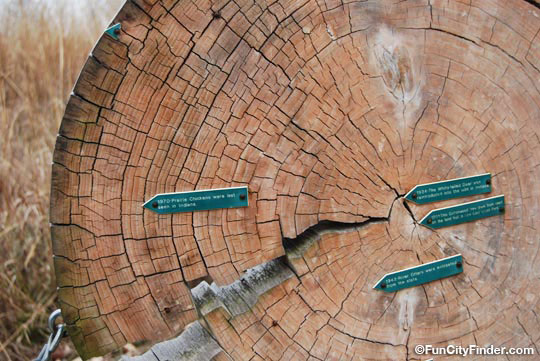 Another picture of the tree section and rings in Cool Creek Nature Center in Westfield, Indiana